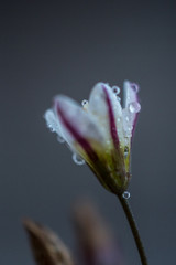 flor con gotas de lluvia