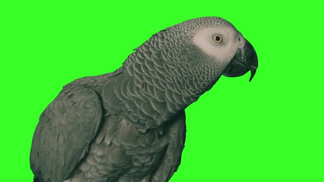 Parrot on a solid green background. shot with tungsten light.