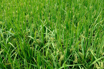fresh green paddy on the field horizontal composition