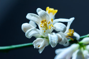 Macro view of white Meyer lemon tree blossoms with defocused background