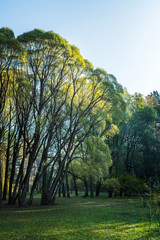 View on the green summer park
