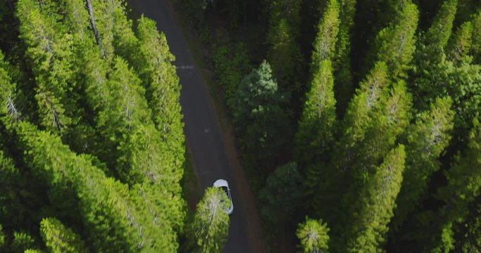 Aerial view of an electric vehicle driving in nature through a green pine tree forest, car driving through the woods, sustainable future concept