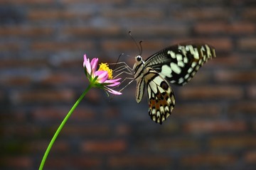 butterfly on flower