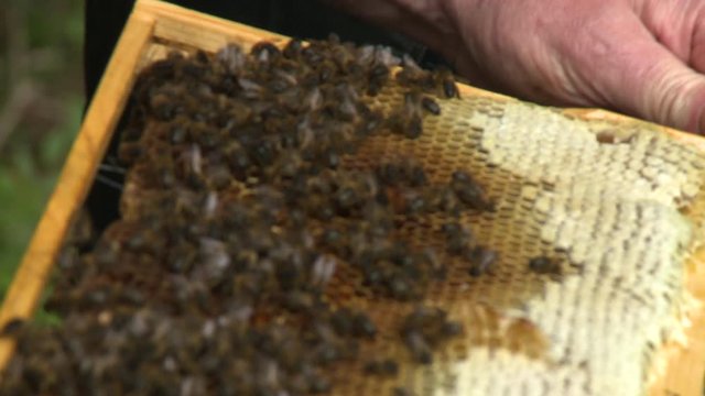 Close up of a man holding a wooden frame containing a honeycomb full of bees