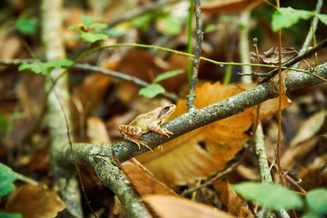  Frog perched on a branch in the woods in autumn