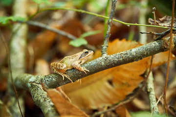  Frog perched on a branch in the woods in autumn