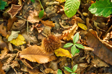 Bogue de châtaigne au sol dans les bois sur les feuilles d'automne