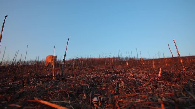 Slow motion. Wild fox runs up into the dense to the camcorder at dawn in the field.