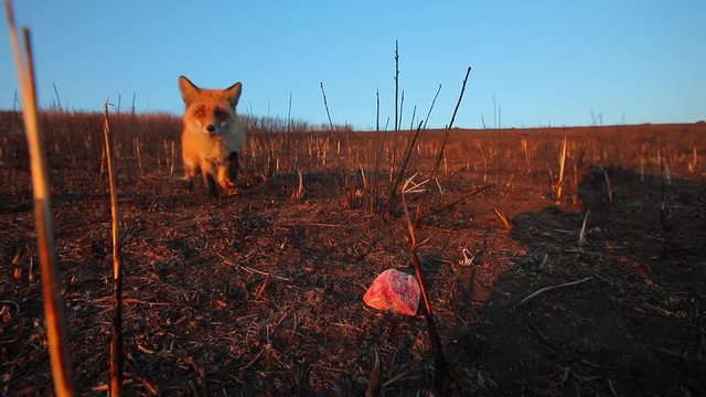A wild fox sneaks up on a piece of meat at dawn in a field.