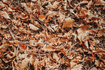 Autumn backgrounds and textures. Dry oak leaves on the paths