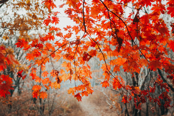 Autumn landscape. Path in the autumn forest.