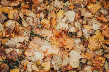 Autumn foliage after a hot summer. Nature, forest, autumn.