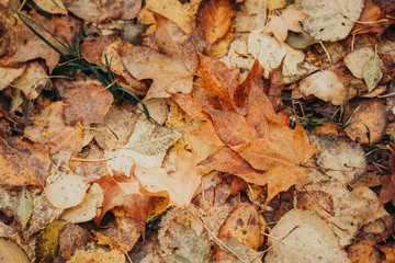 Autumn foliage after a hot summer. Nature, forest, autumn.
