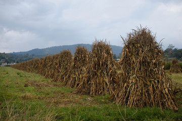 Acomodo de ma&iacute;z segado para la cosecha