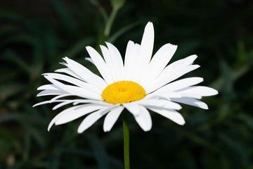 white and yellow daisy. wild flower. Only one, isolated. Dark background.