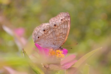 butterfly on flower