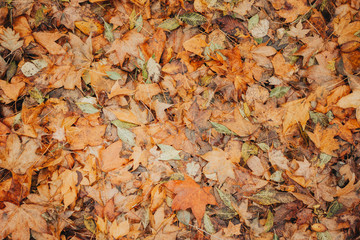 Autumn foliage after a hot summer. Nature, forest, autumn.