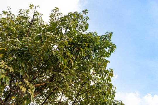 resting under the ceiba tree&acute;s shadow. Look at the sky and tree folliage brom under.thinking concept.