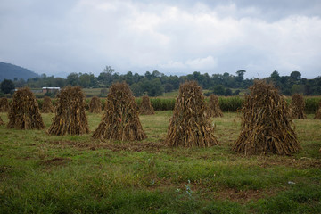 Acomodo de maíz segado para la cosecha