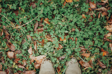 Autumn foliage after a hot summer. Nature, forest, autumn.