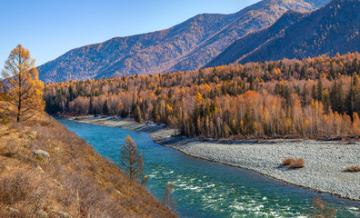 Wild Katun river in Altai mountains