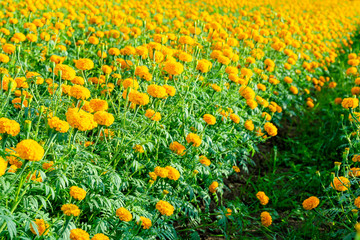 Marigolds shades of yellow and orange, Floral background (Tagetes erecta, Mexican marigold, Aztec marigold, African marigold).