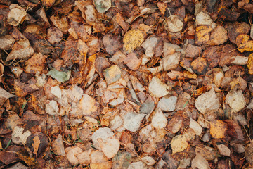 Autumn foliage after a hot summer. Nature, forest, autumn.