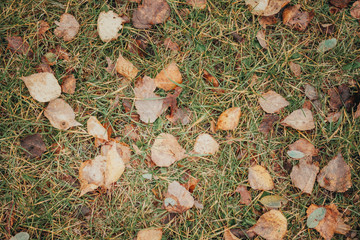Autumn foliage after a hot summer. Nature, forest, autumn.