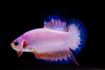 Fighting fish (Betta splendens) Fish with a beautiful
