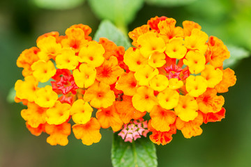 Beautiful Colorful Hedge Flower, Weeping Lantana, Lantana camara Linn