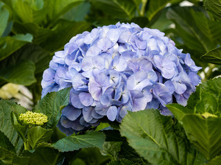 a beautiful hydrangea in the garden