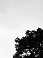 a black and white silhouette tree