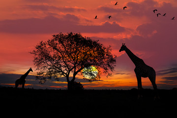 Silhouette giraffe and baby giraffe standing near big tree in safari, flock of birds in the sky with sun twilight sky background.