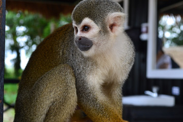 little monkey on the Island of the monkeys a natural space in the Colombian jungle	