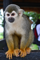 little monkey on the Island of the monkeys a natural space in the Colombian jungle