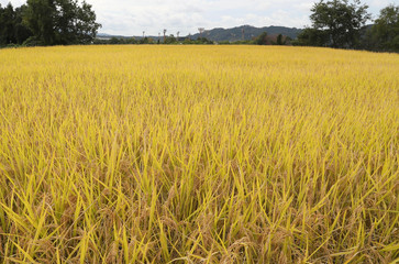 稲穂　田んぼ　豊作　収穫　秋
