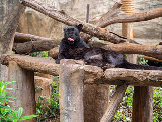 black panther in the zoo in Asia