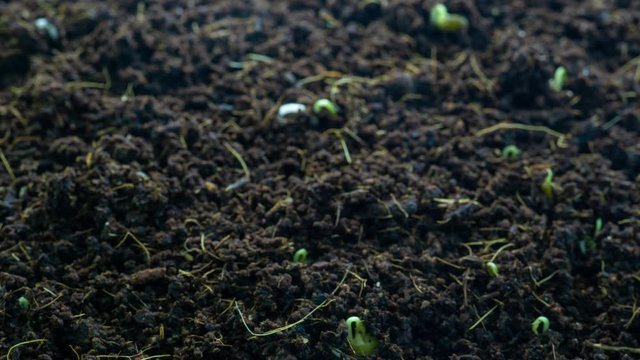 Shoot of green lentil sprouts, time lapse. Macro Time lapse video of a bean seed growing from the ground