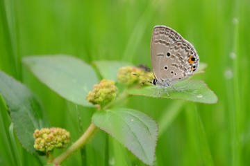 butterfly on leaves