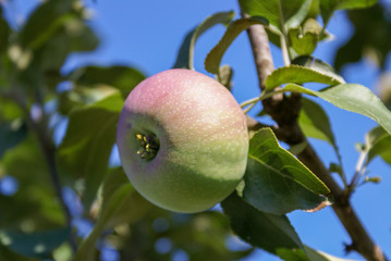 Red Ripe apples on a branch on a background of green foliage. Close-up on a sunny day