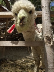 Fototapeta premium portrait of camel