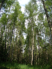 Fototapeta premium Birch tree forest in summer