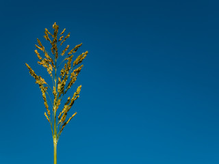 grass flower in the bule sky background