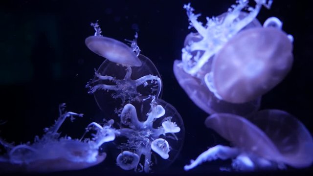 Close-up Jellyfish, Medusa in fish tank with neon light.