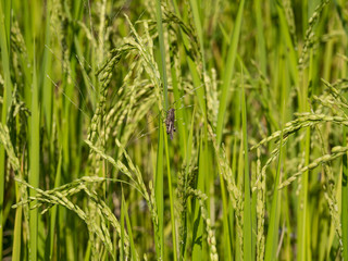 Rice is an economic crop in Asia