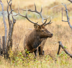 Elk in the Rocky Mountains