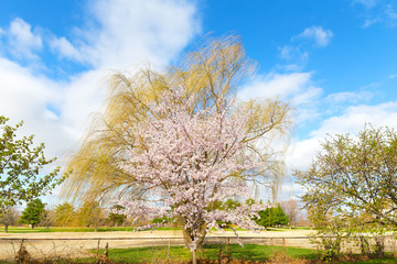 East Potomac park landscape during cherry blossom season in Washington DC, USA. Bloom peak with hues of pink and white against a blue sky.