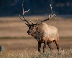 Elk in the Rocky Mountains