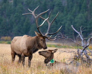 Elk in the Rocky Mountains
