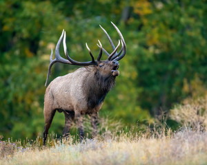 Elk in the Rocky Mountains